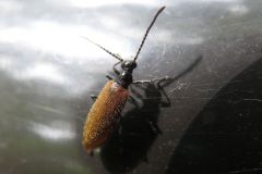 オオメキバネハムシダマシ