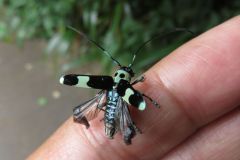 ラミーカミキリ