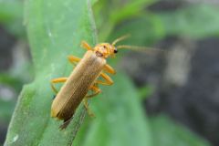 セボシジョウカイ