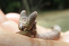 トビモンオオエダシャクの幼虫