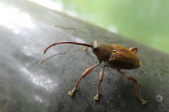 ツバキシギゾウムシ