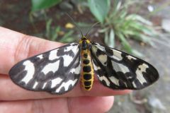ウメエダシャク