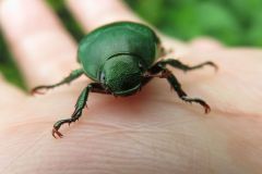 アオドウガネ