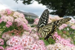 ナミアゲハ