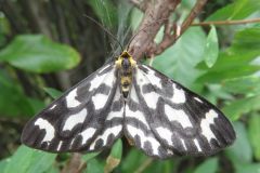 ウメエダシャク