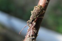 ミドリクチブトゾウムシ