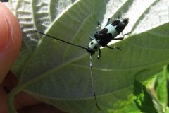 ラミーカミキリ