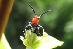 ヤマイモハムシ