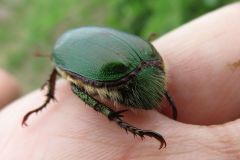 アオドウガネ