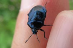 ルリクチブトカメムシ