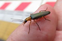 アオカミキリモドキ