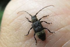 アトジロサビカミキリ