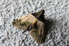 ミドリネグロフトメイガ
