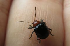 ムネアカサルハムシ