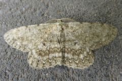 オオバナミガタエダシャク