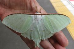 オオミズアオ