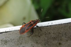 セスジナガカメムシ