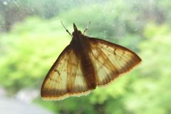 セスジノメイガ