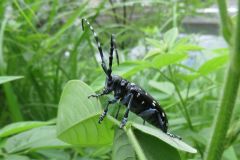 ゴマダラカミキリ
