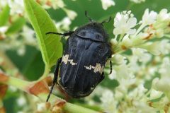 クロハナムグリ