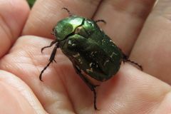 キョウトアオハナムグリ