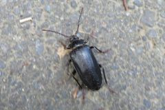 ニセノコギリカミキリ