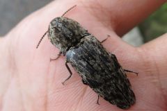 ウバタマコメツキ