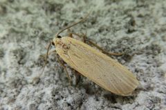 ヤネホソバ