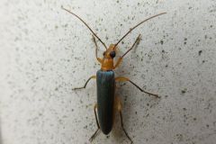 アオカミキリモドキ