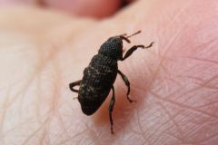 アラムネクチカクシゾウムシ