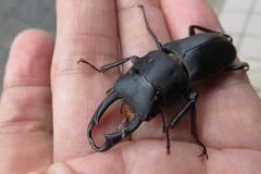 コクワガタ