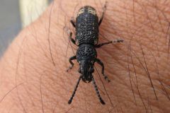 ナガフトヒゲナガゾウムシ