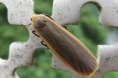 ニセキマエホソバ