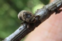 タカオマルクチカクシゾウムシ