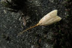ヒゲナガキバガの一種
