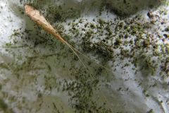 ヒゲナガトビケラの一種
