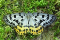 ヒョウモンエダシャク