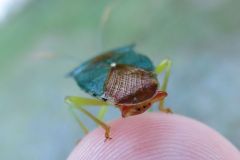 セアカツノカメムシ