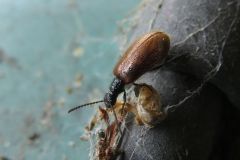 エチゴキバネハムシダマシ
