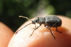 ミドリクチブトゾウムシ