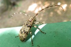 ナガゴマフカミキリ