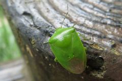 ツヤアオカメムシ
