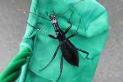 マイマイカブリ