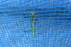 オオカマキリの幼虫