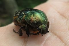 キョウトアオハナムグリ