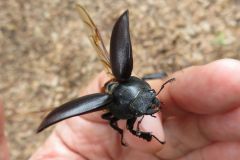 ノコギリクワガタ