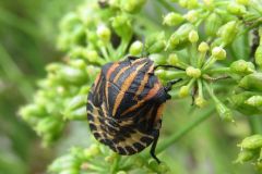 アカスジカメムシの幼虫