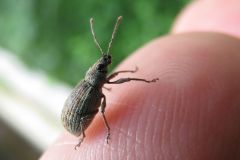 ミドリクチブトゾウムシ