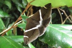 ホソオビアシブトクチバ