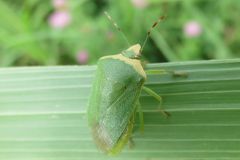 ミナミアオカメムシ